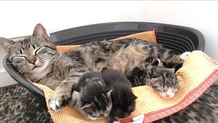 Кошкин Дом онлайн
